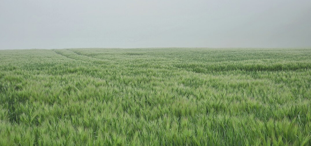 Misty countryside field in rural Denmark at sunrise