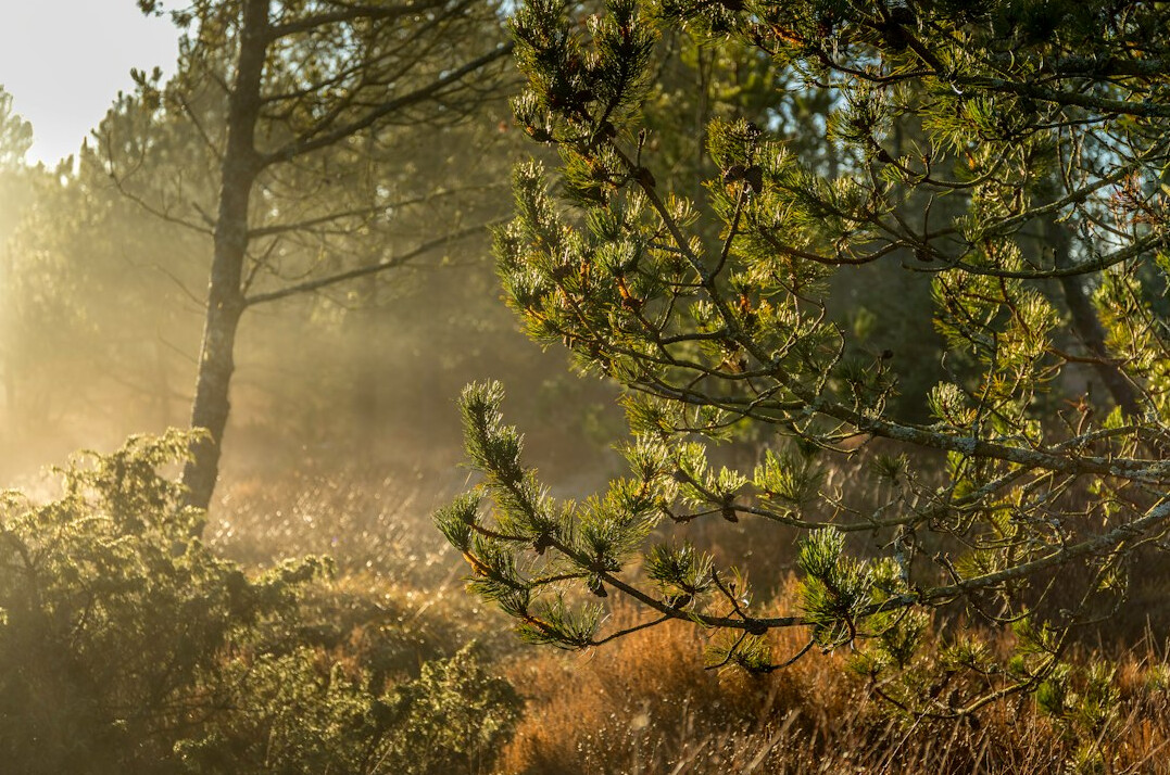 Foggy Danish forest in early morning light